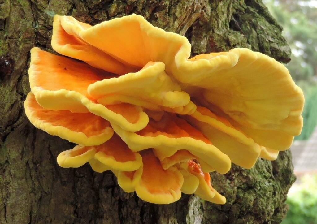 Описание гриба трутовика серно-желтого