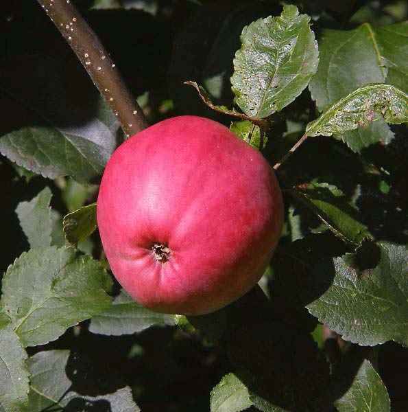 Сорт яблони пепин шафранный фото и описание