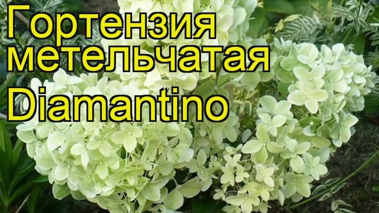 Диамантино гортензия метельчатая описание и фото