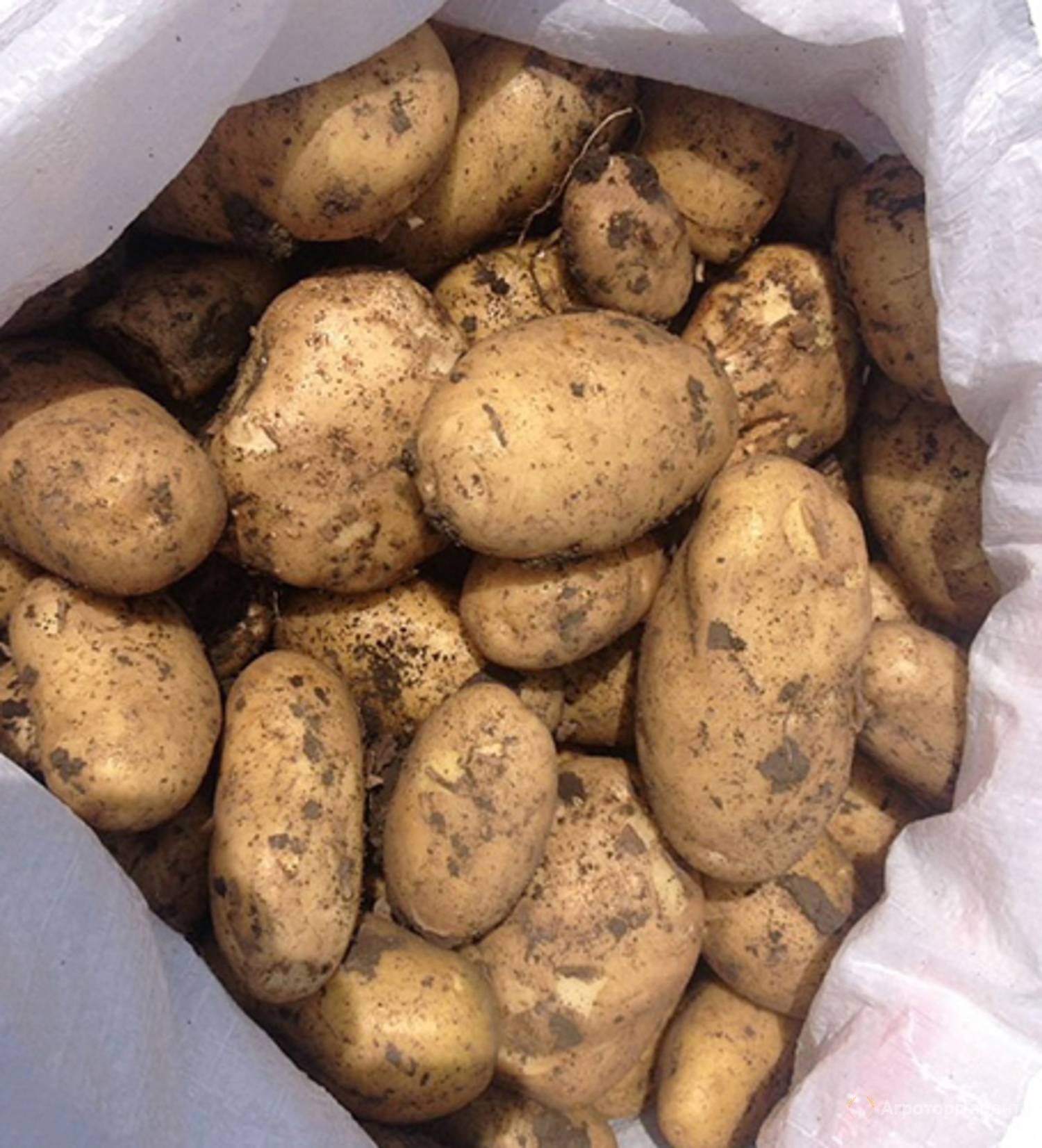 Сорт картофеля импала: описание и характеристика сорта с высокими вкусовыми качествами
