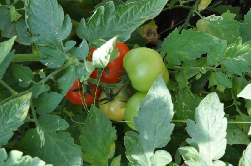 Медная проволока от фитофторы на помидорах: отзывы опытных огородников, как правильно применять этот народный метод и действительно ли он помогает