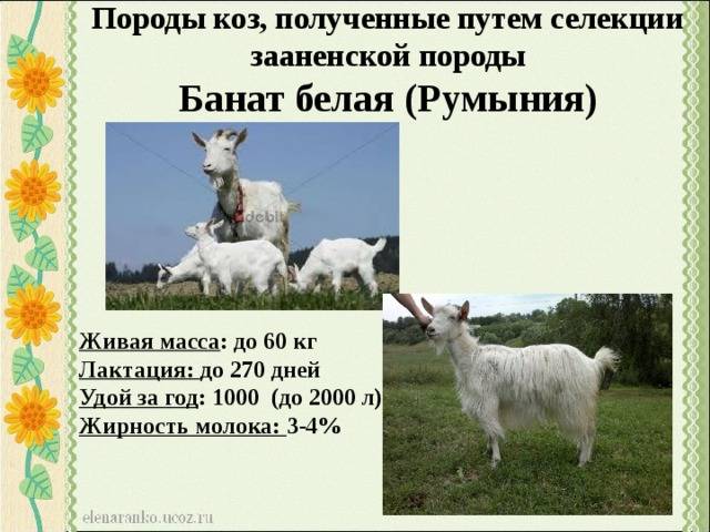 Белые красотки – зааненская порода коз