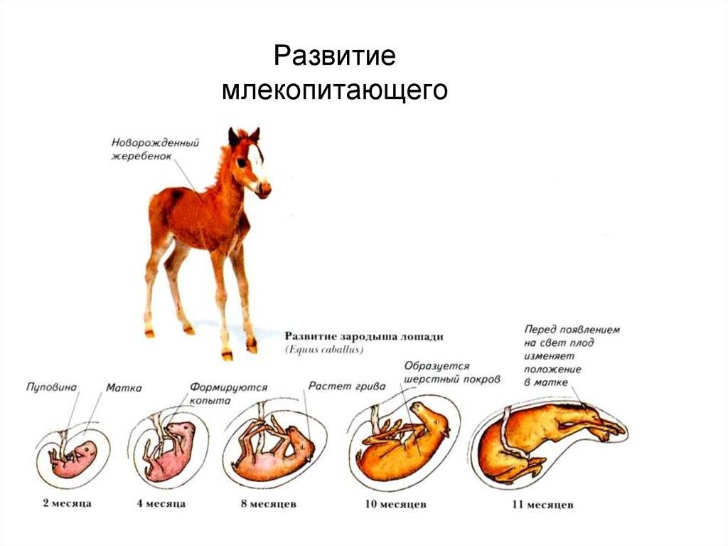 Схема того как происходит развитие детеныша в матке