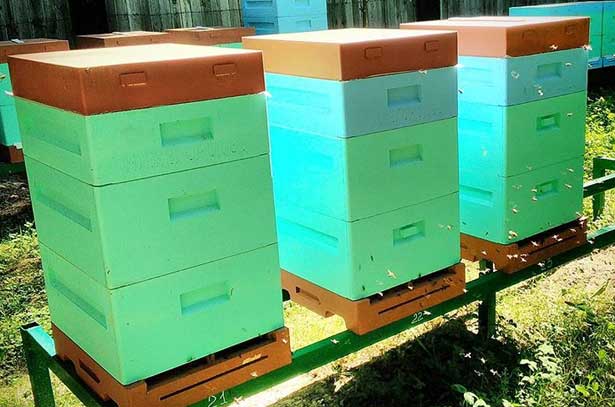 Особенности и недостатки ульев из пенополиуретана и пенополистирола, а также отзывы пчеловодов