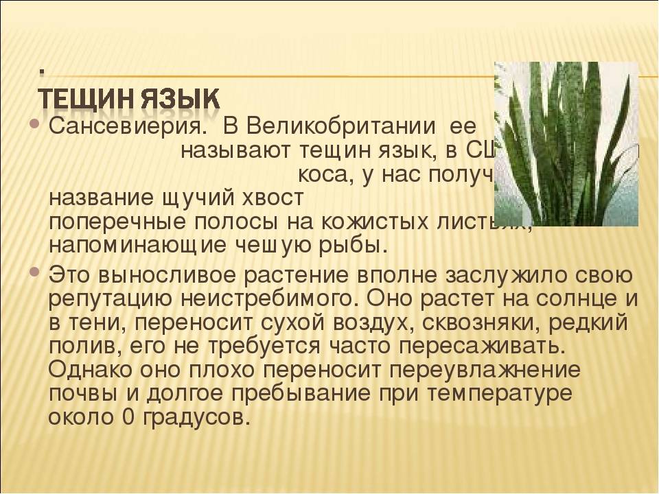 Цветок сансевиерия (тещин язык): уход в домашних условиях, размножение, родина растения