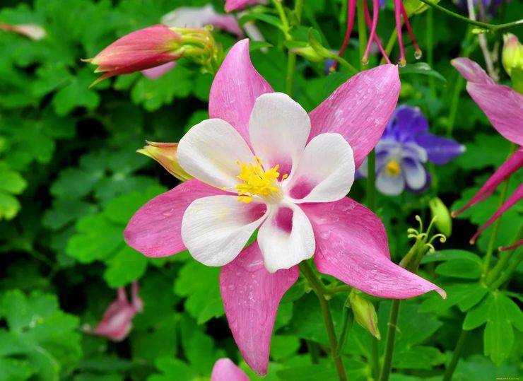 Аквилегия (водосбор): фото цветов на клумбе и в саду
