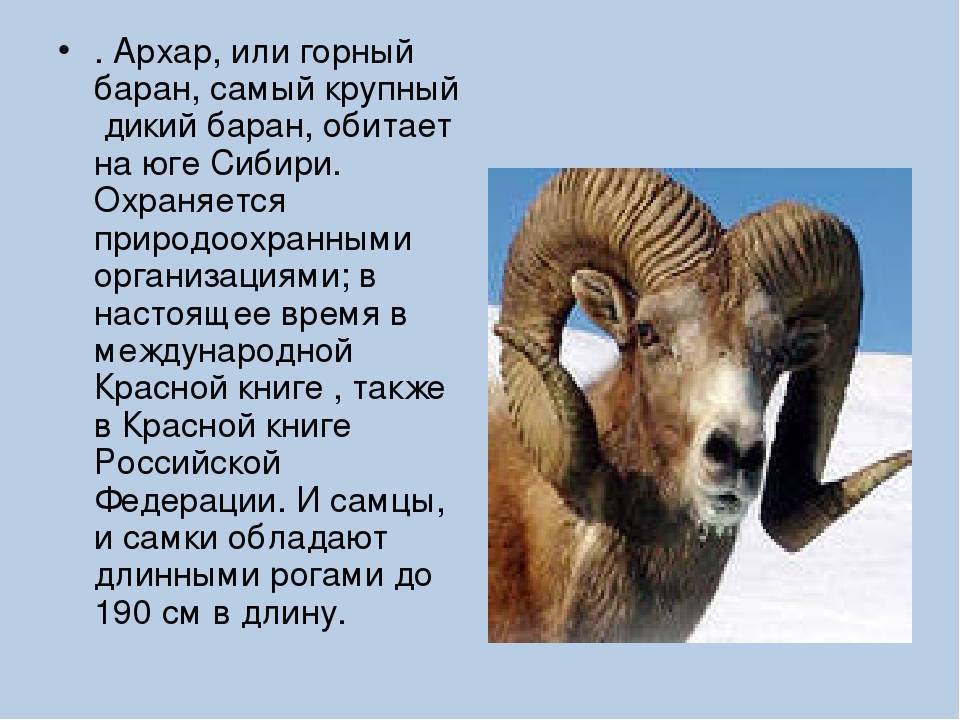 Алтайский горный баран красной книги (аргали): описание, фото
