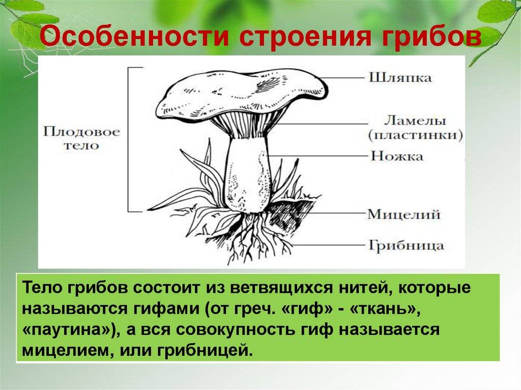 Клетка грибов