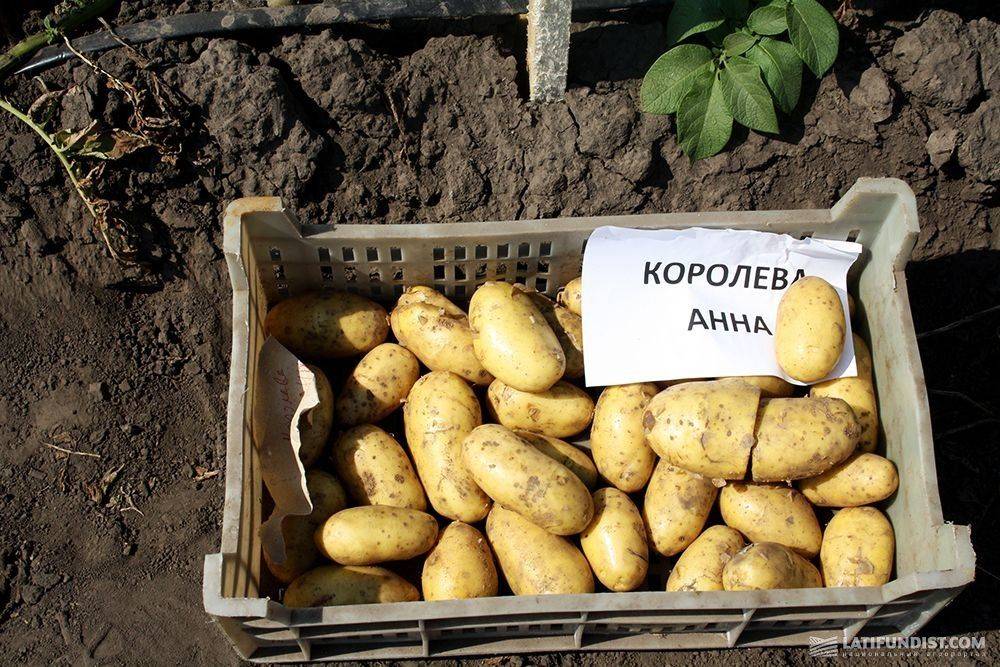 Сорт картофеля королева анна: фото, отзывы, описание, характеристики.
