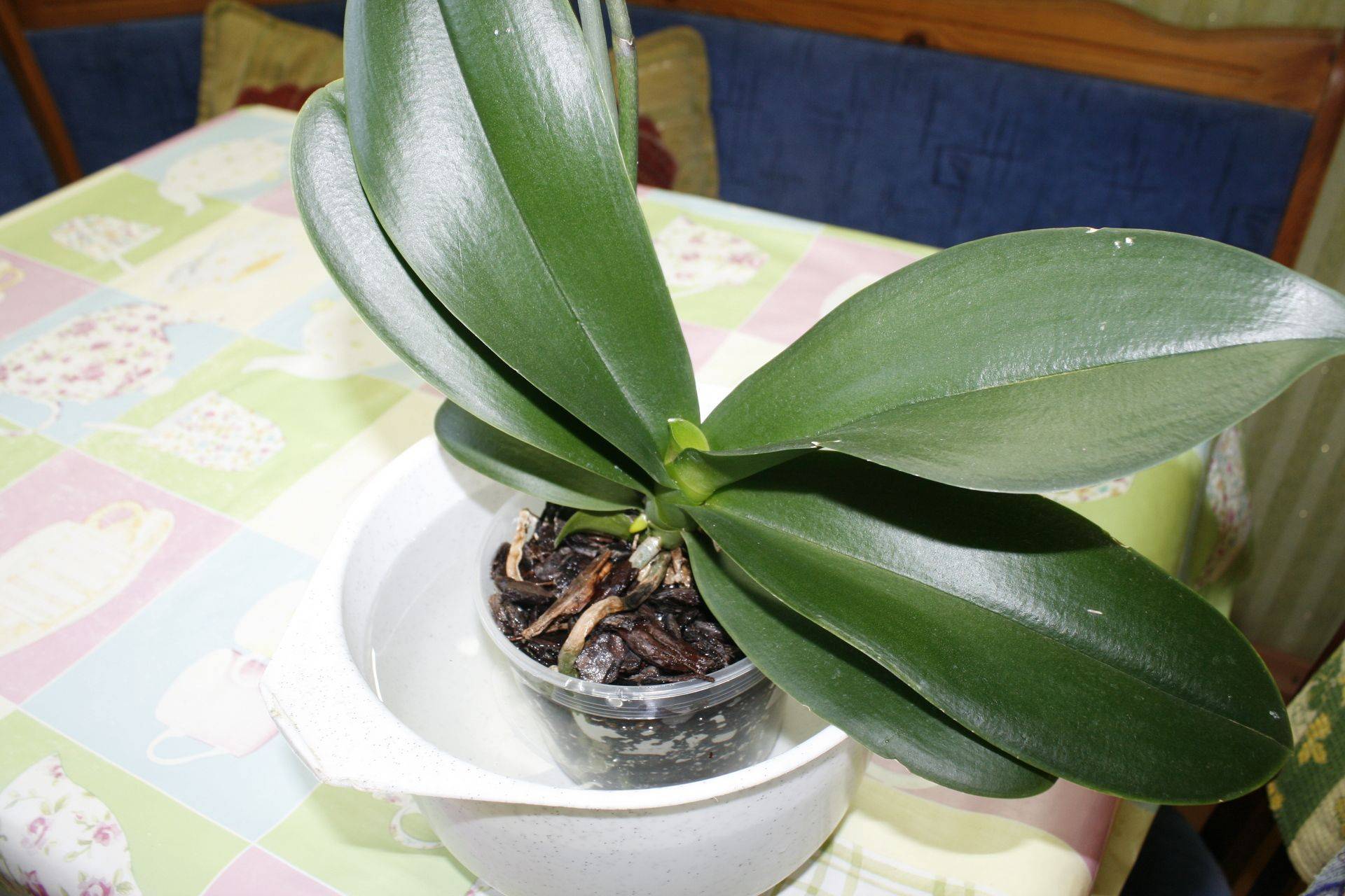 Как заставить цвести орхидею фаленопсис в домашних условиях
