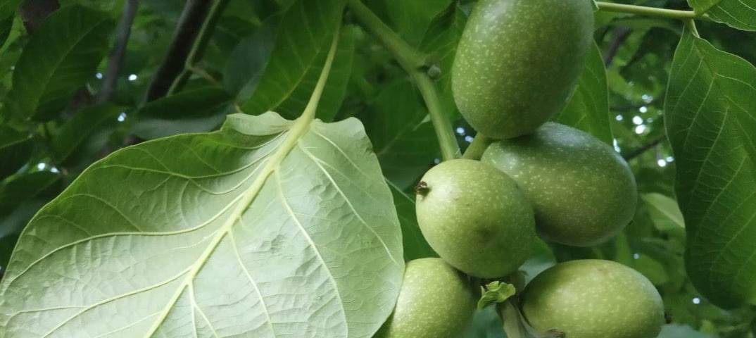 Популярные и редкие сорта грецкого ореха и особенности выращивания