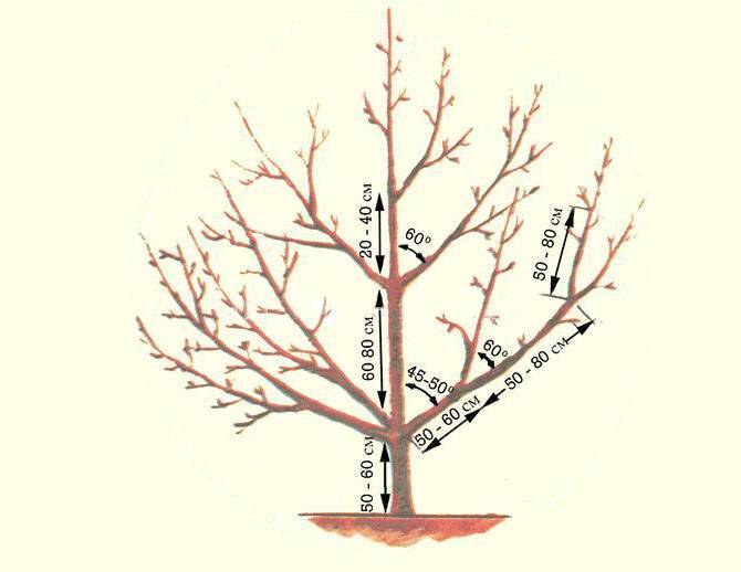 Правильная обрезка деревьев персика