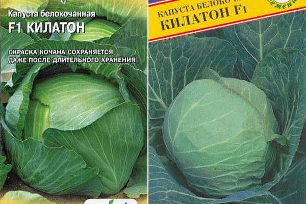 Капуста краутман (krautman) f1: характеристика сорта, урожайность, вкусовые качества гибрида, посадка и уход