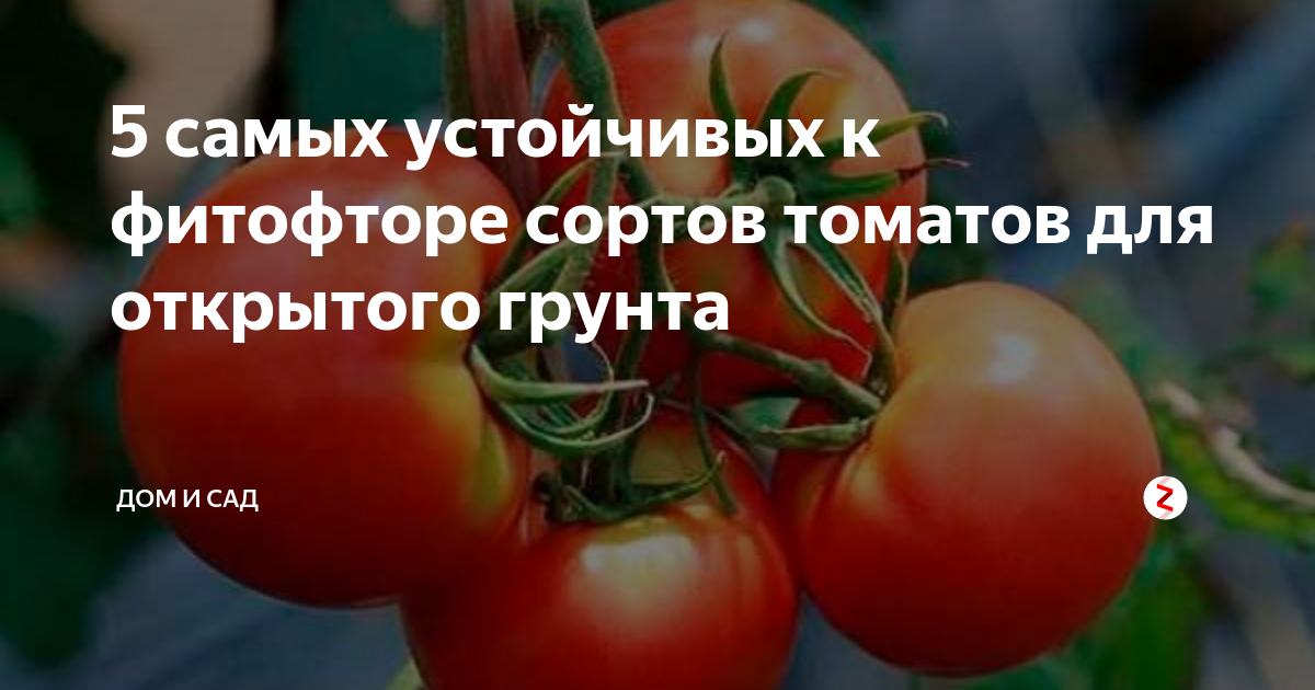 Подскажите сорта томатов, устойчивых к фитофторе
