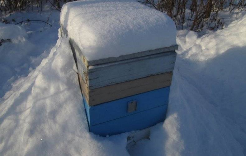 Подготовка пчел к зимовке — жизнь гнезда зимой