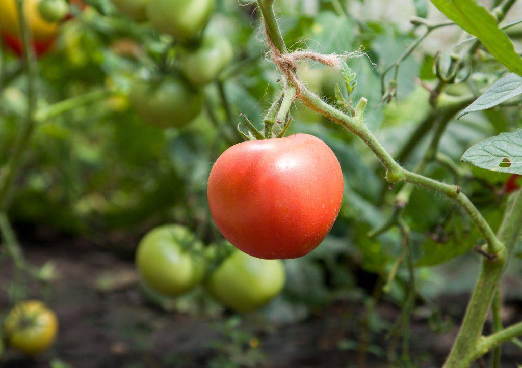 Сорт томата малиновка фото и описание