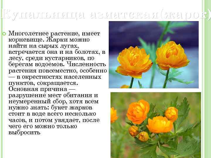 Купальница из красной книги нарисовать