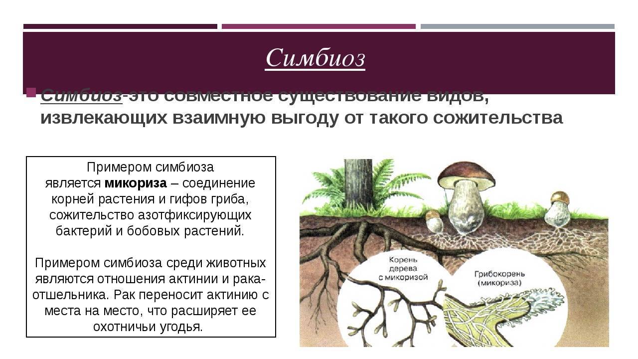 Рассмотрите рисунок ответьте на вопросы ниже минеральные вещества