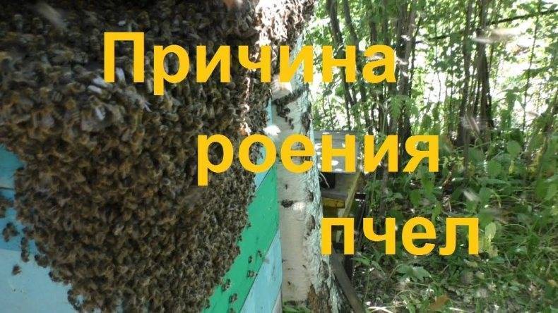 Роение пчёл и меры его предупреждения: поясняем по порядку