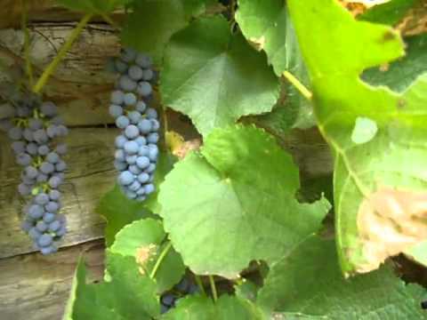 Амурский виноград, посадка и уход