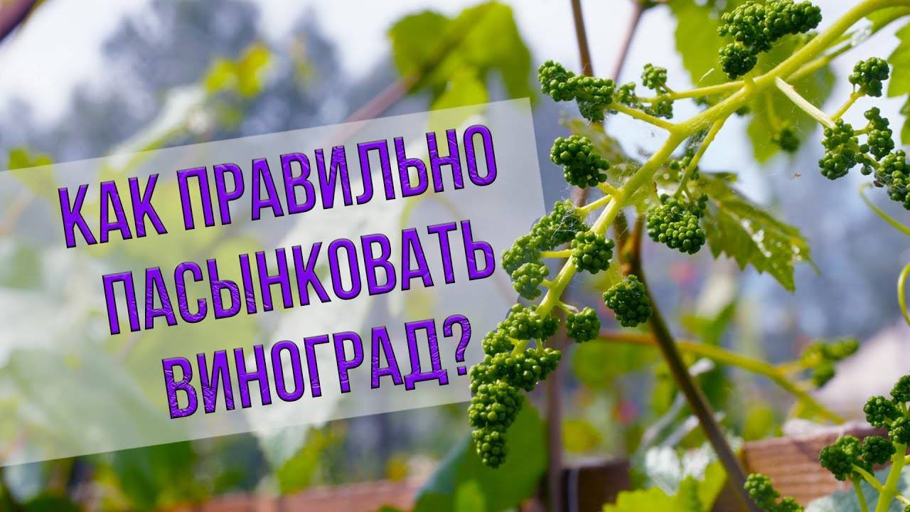 Прищипывание зеленых побегов – виноград