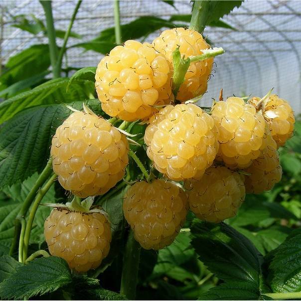 Сорта желтой малины. описание и фото - фермеры россии
