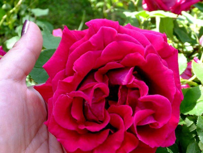 Роскошная роза черная королева с редчайшей расцветкой и багровым переливом