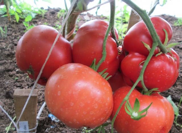 Томат бабушкино лукошко: описание сорта, отзывы, фото, урожайность | tomatland.ru