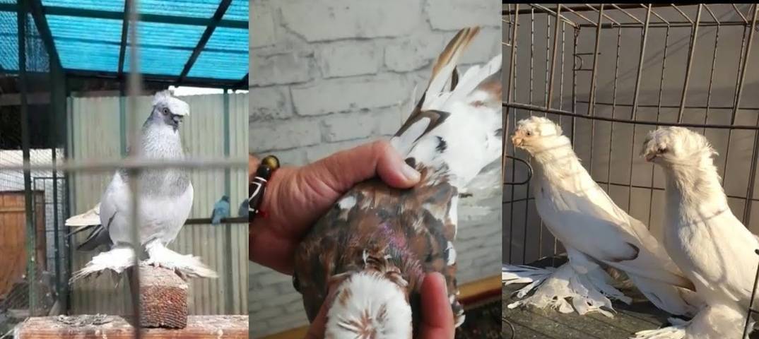 Узбекские голуби бойной породы — двухчубые и лохмоногие