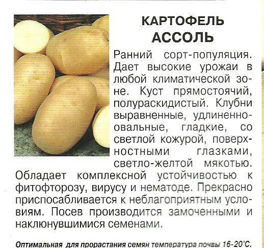 Сорта картофеля: описания сортов с фото, отзывы