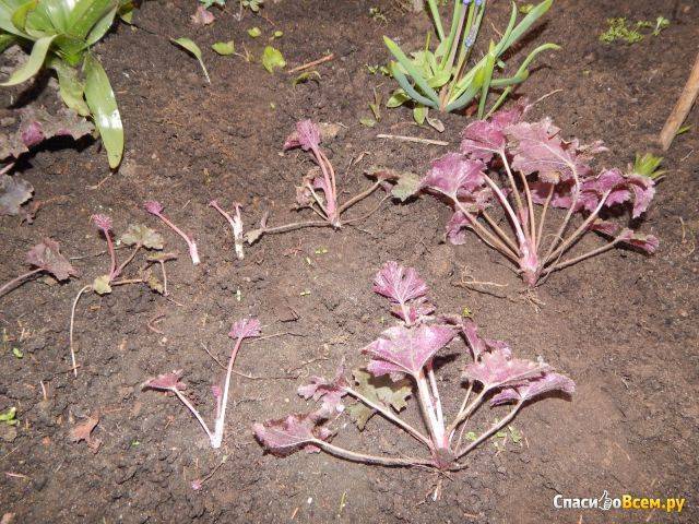 Как вырастить гейхеру из семян: размножение удивительного растения