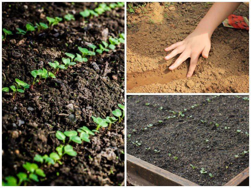 Выращивание редиса на подоконнике зимой: посадка семян, уход, агротехника