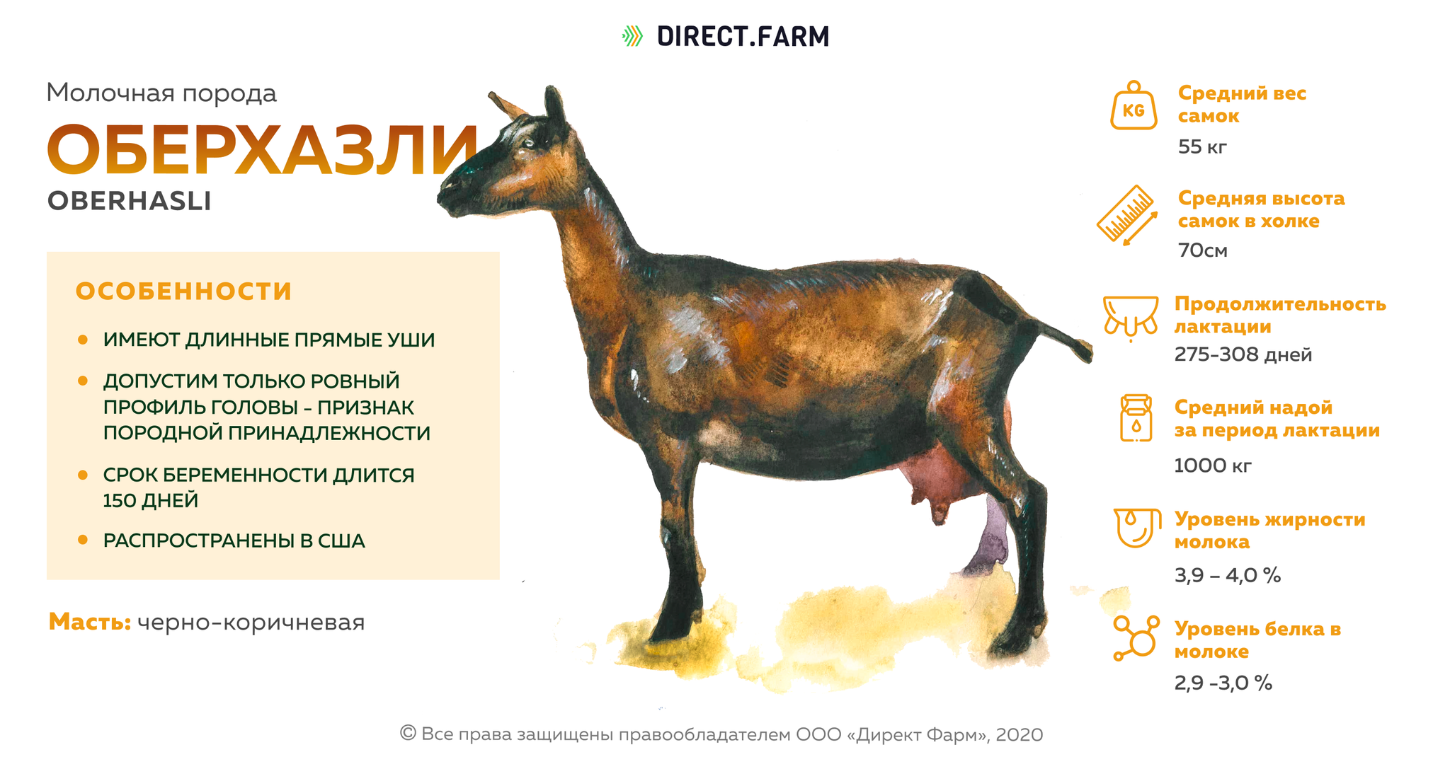 Зааненская порода коз: описание, фото, содержание, кормление
