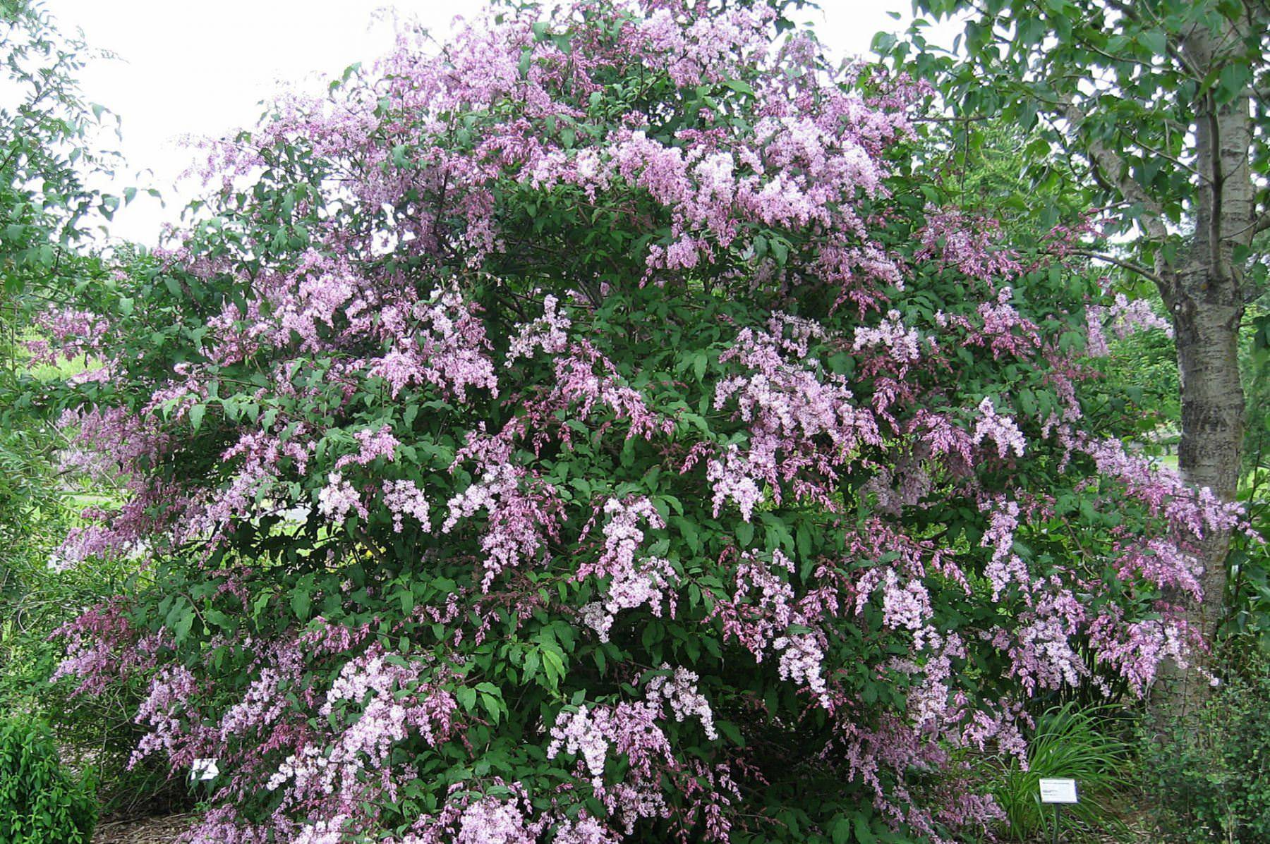 Сирень Syringa josikaea