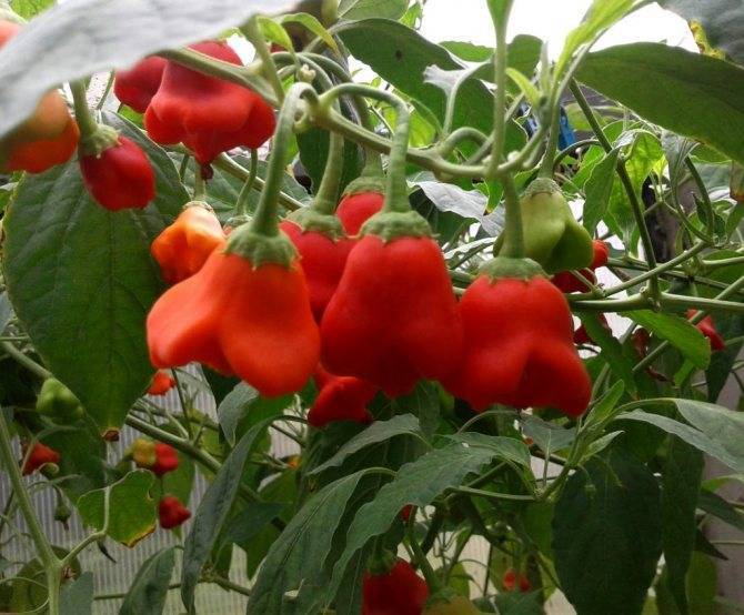 Красный перец "колокольчик": подробное описание сорта, фото, правила выращивания selo.guru — интернет портал о сельском хозяйстве