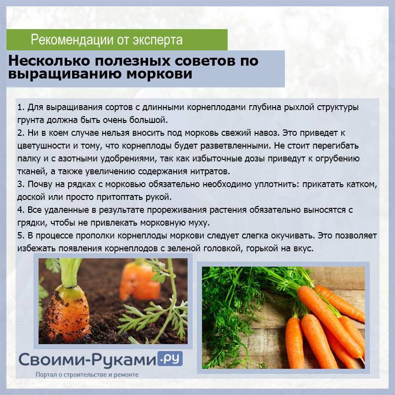 Посадка моркови под зиму: как и когда сажать овощ осенью, подходящие сорта