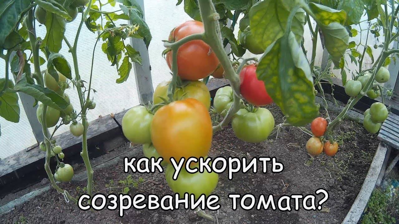 Как ускорить созревание помидоров в теплице: что сделать, чтобы томаты быстрее краснели, описание способов, советы, фото, видео