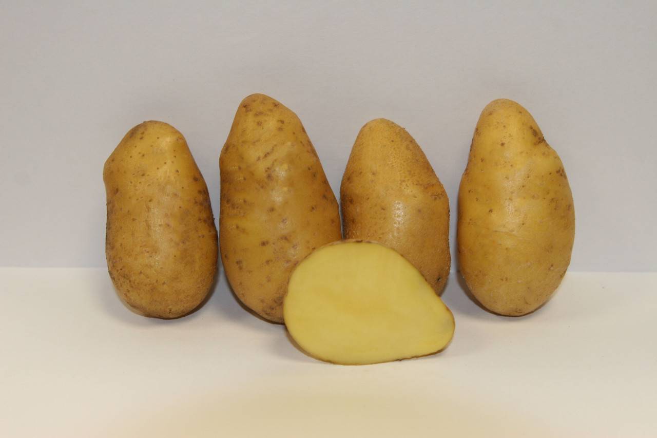 Какие ранние сорта картофеля. Картофель сорта Латона семенной. Сорт картофеля Импала. Картофель семенной Импала. Сорта картофеля Импала семенной.