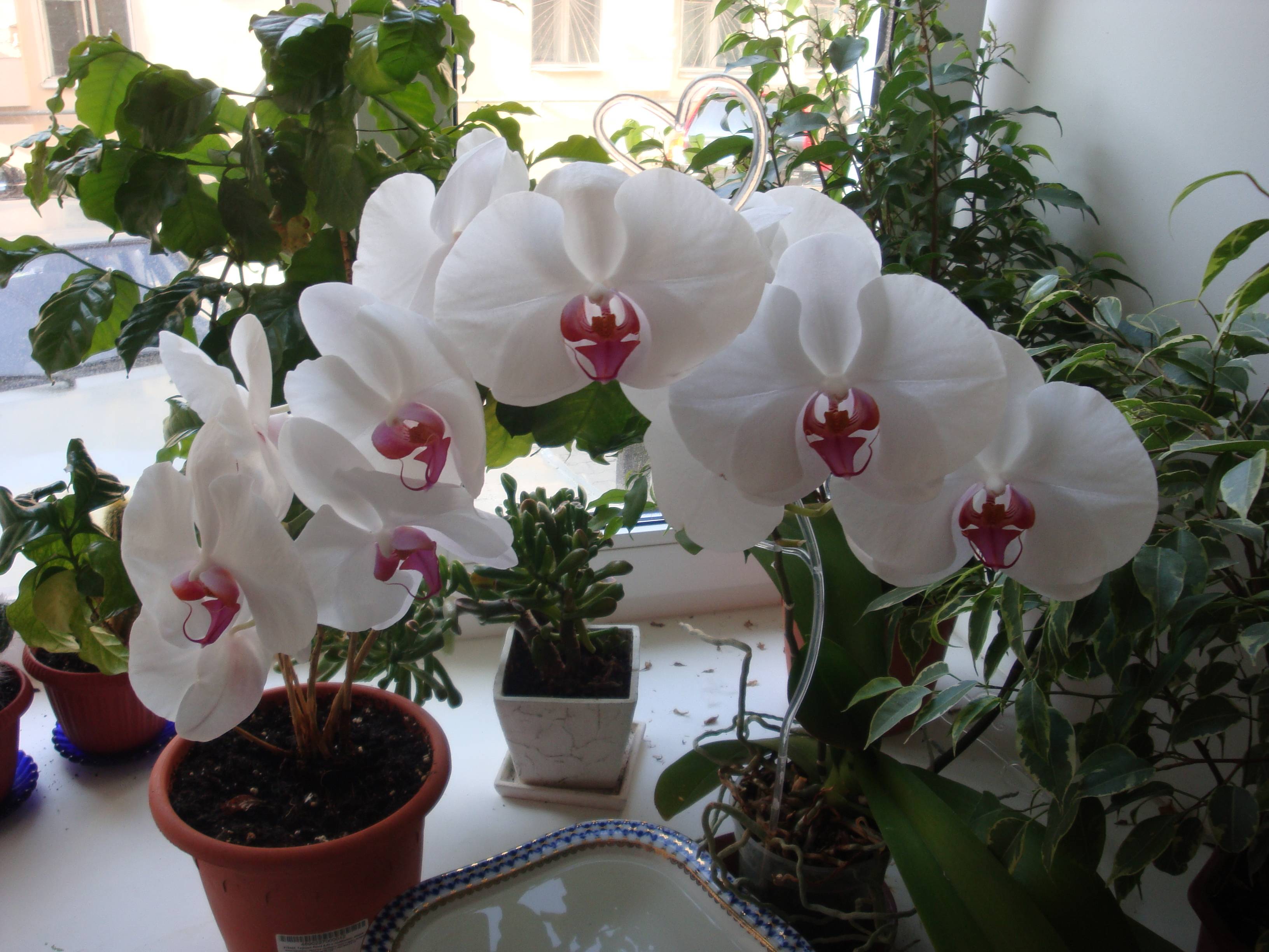 Орхидея «Фаленопсис»: фото, уход в домашних условиях