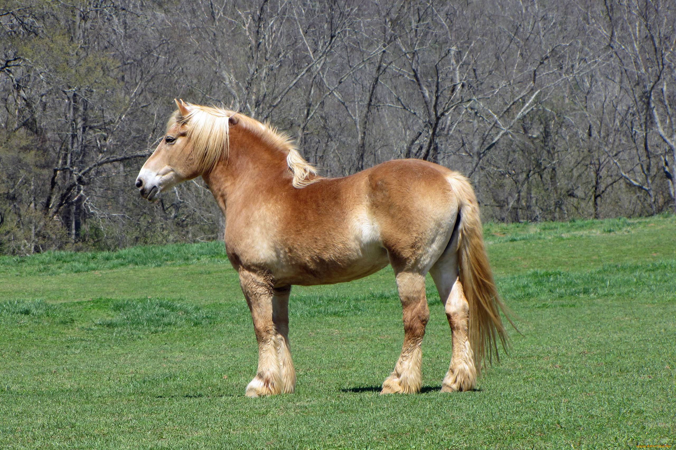 Бельгийская порода лошадей брабансон
