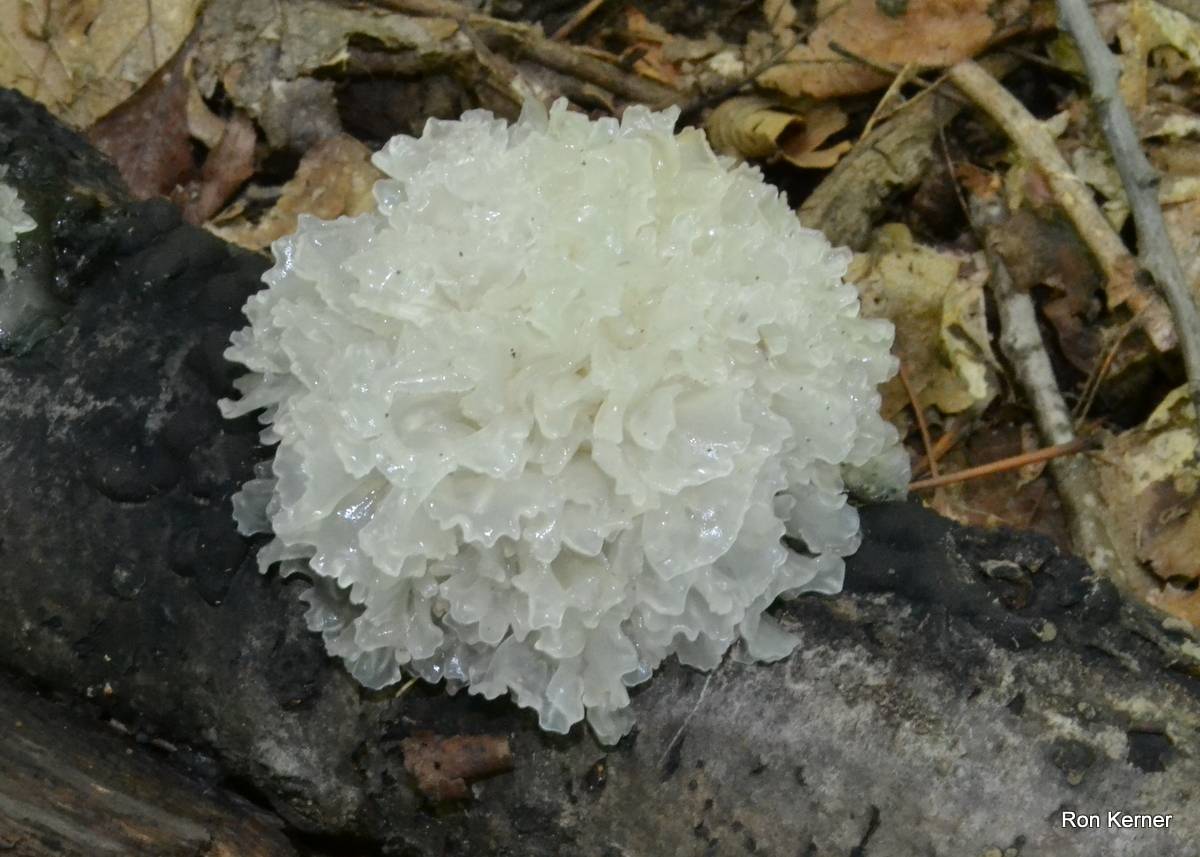 Ледяной гриб (tremella fuciformis), снежный или тремелла фукусовидная: рецепты приготовления, пользы и вред