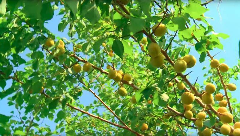 Абрикос медовый: описание фруктового сорта, основные характеристики и отзывы о выращивании