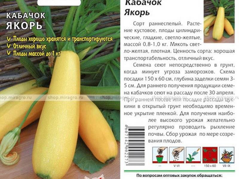 ᐉ кабачок якорь: описание сорта, особенности выращивание рассады и саженцев - zookovcheg.ru