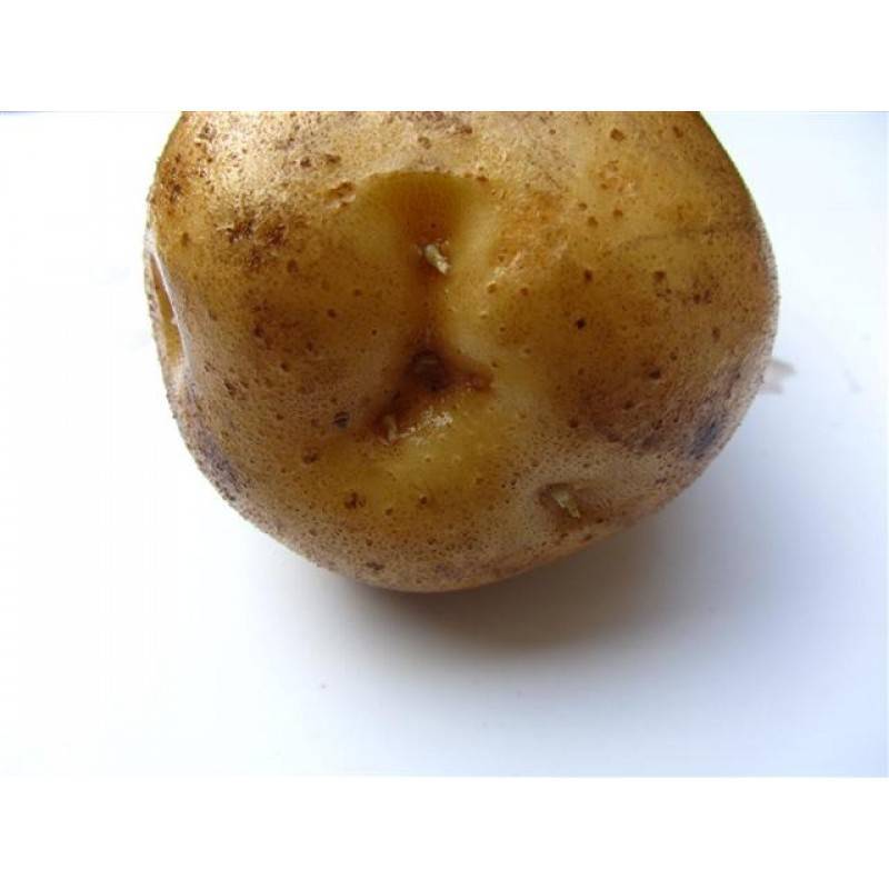 Сорт картофеля лабадия: фото, отзывы, описание, характеристики.