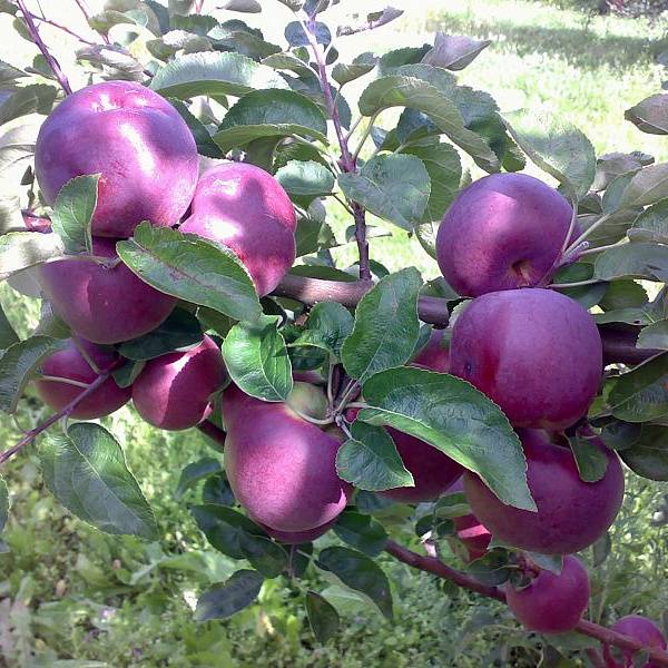 Сорт яблок спартан: описания и тонкости выращивания, фото и характеристики