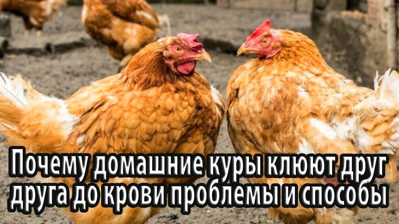 Почему куры клюют друг друга до крови. Куры заклевали курицу до крови. Зачем курицы клюют друг друга. Почему цыплята клюют друг друга. Почему курица перешла улицу.