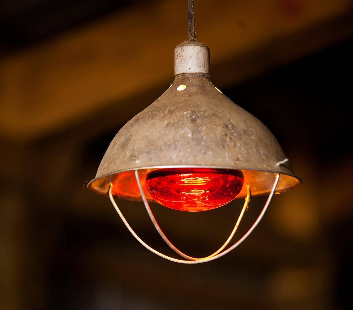Инфракрасные лампы для обогрева курятника (обогреть): освещение красными лампами, с реле времени, какой мощности нужны