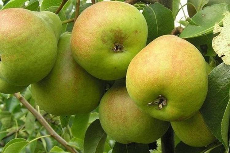 Груша забава: описание, характеристика, посадка и уход, фото
