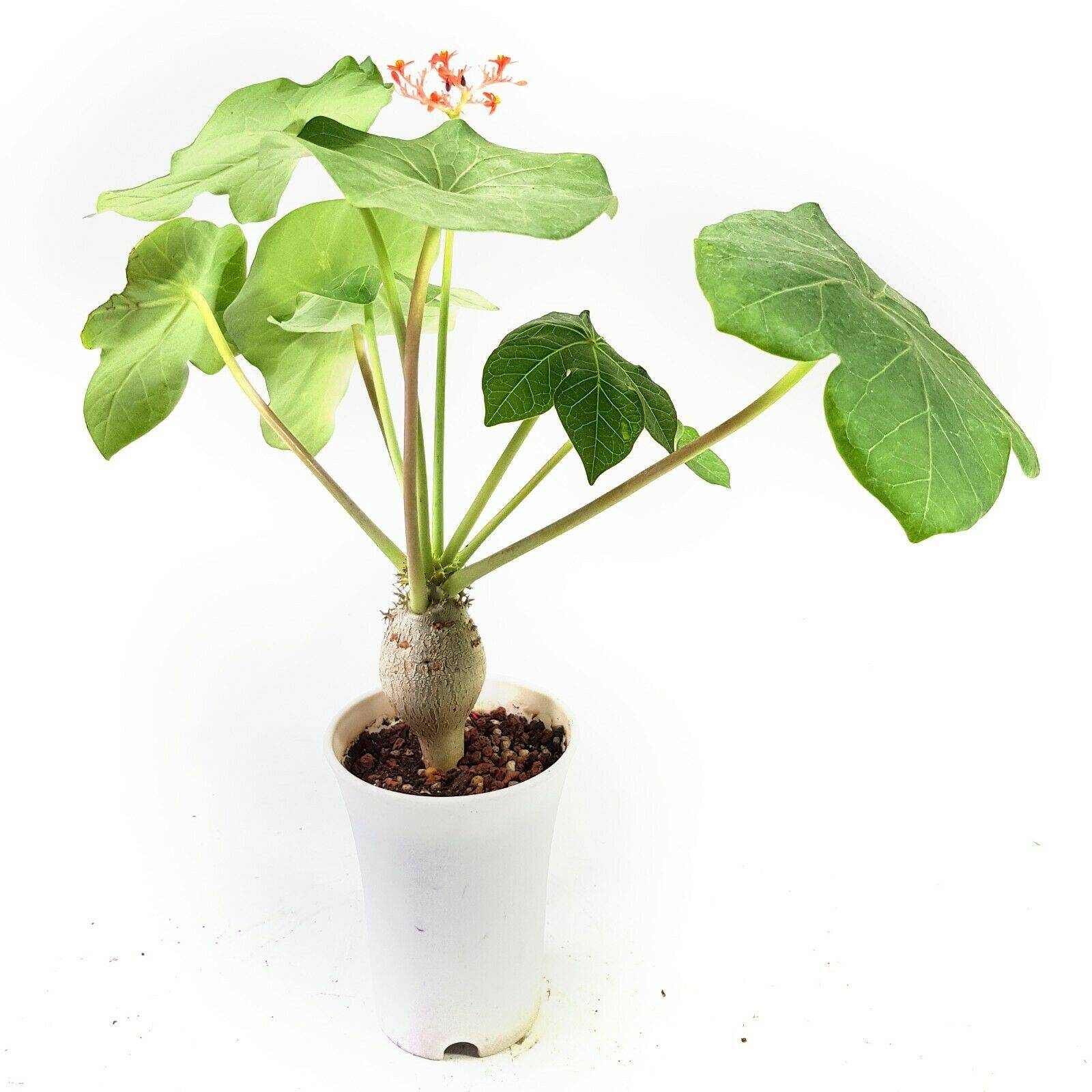 Растение ятрофа: особенности выращивания суккулента, виды и фото