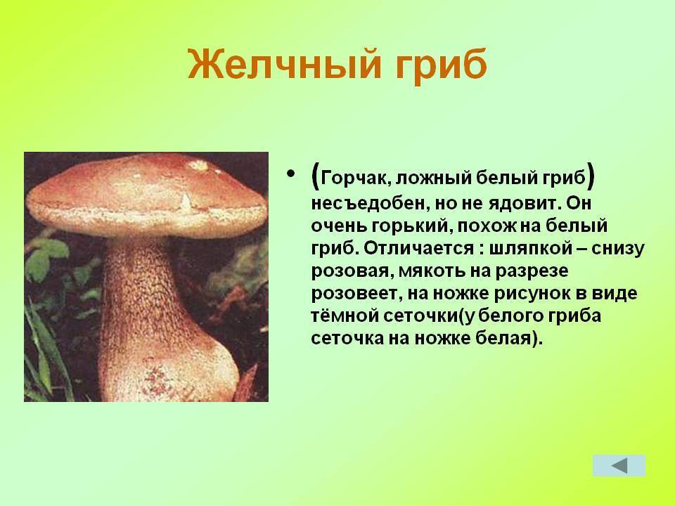 Отравление грибами: патогенез, клиника, лечение
